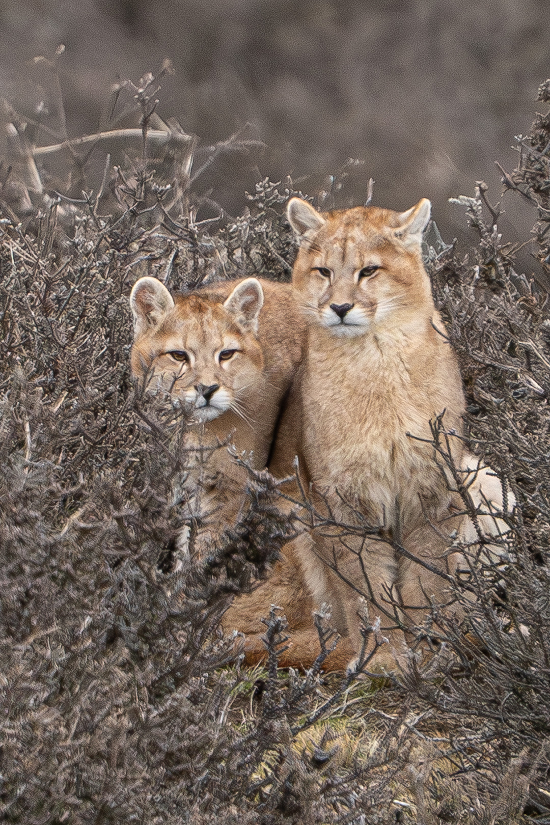 Pumas